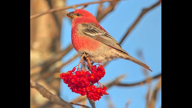 Смеречник тайговий - ML647366465