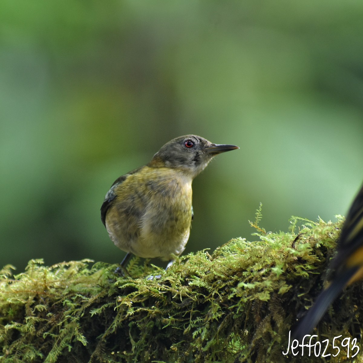 Dusky Chlorospingus - ML647366474