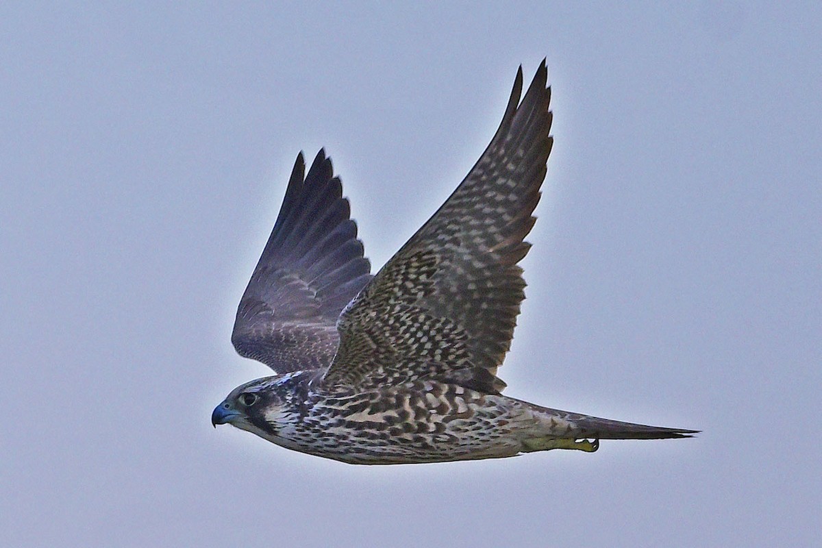 Peregrine Falcon - ML647366478