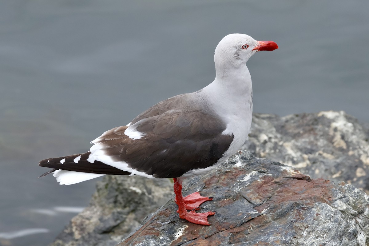 Goéland de Scoresby - ML647366495