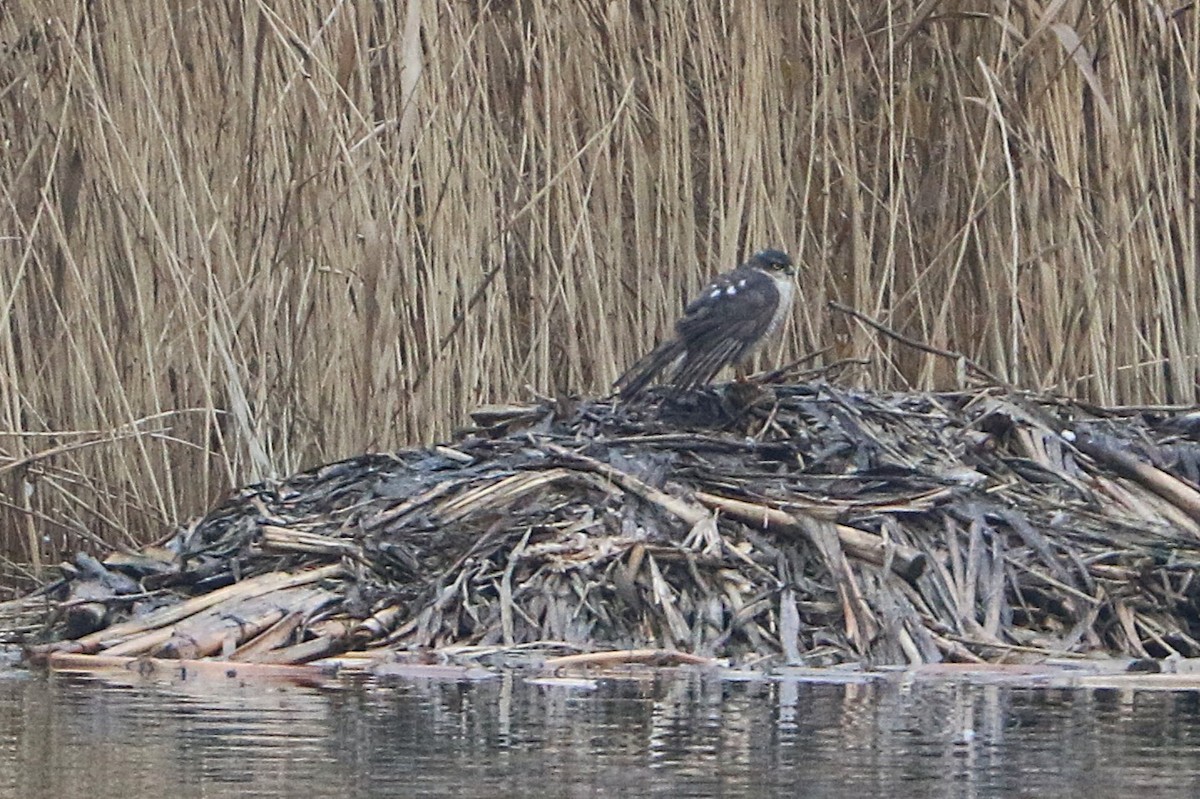 Eurasian Sparrowhawk - ML647366497