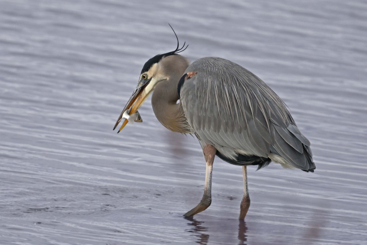 Great Blue Heron - ML647366498