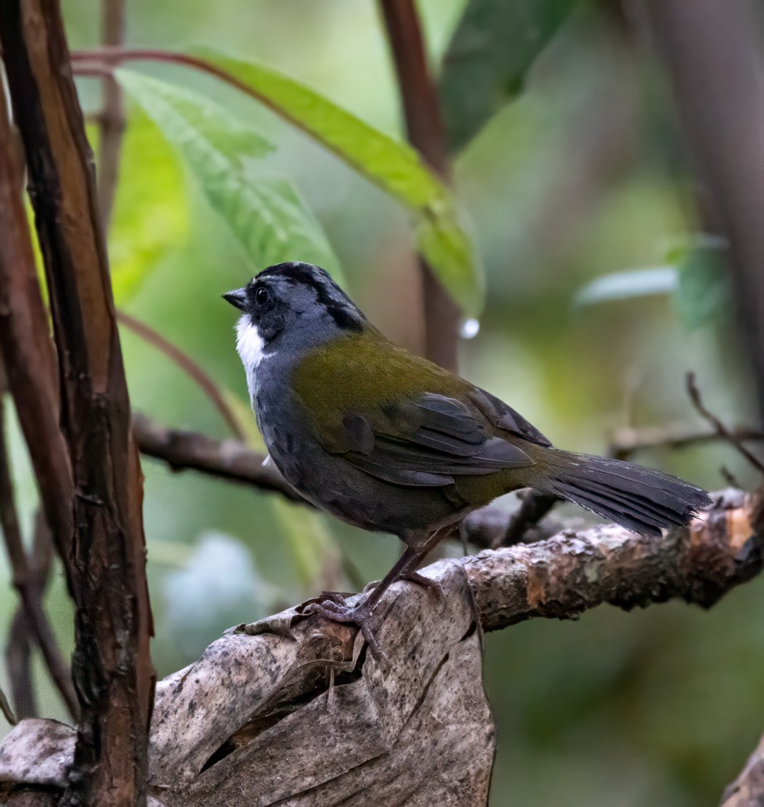 Gray-browed Brushfinch - ML647366506