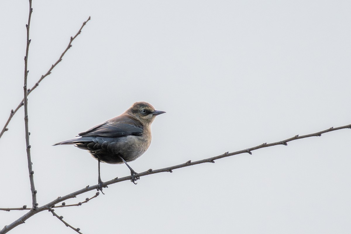 Rusty Blackbird - ML647366525