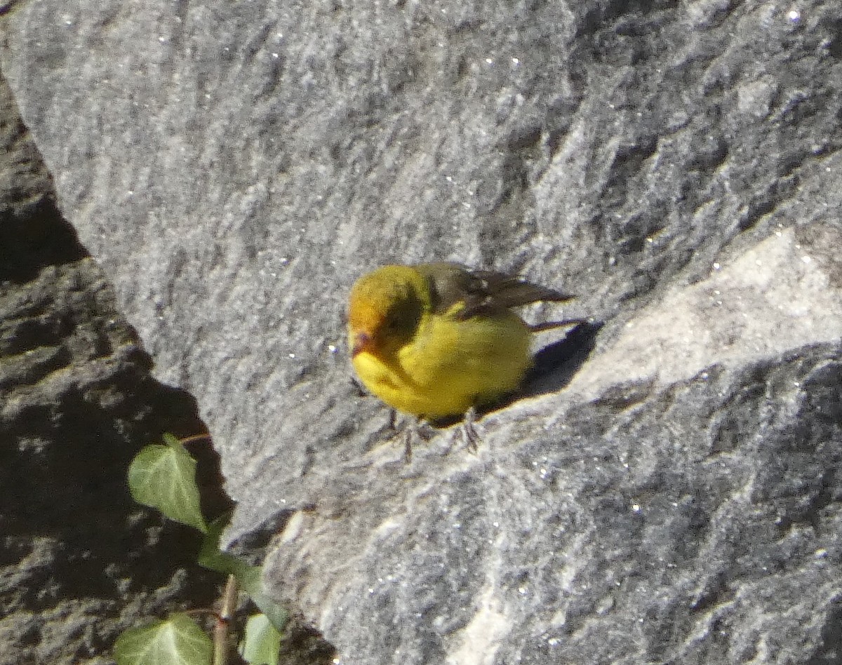 Western Tanager - ML647366543
