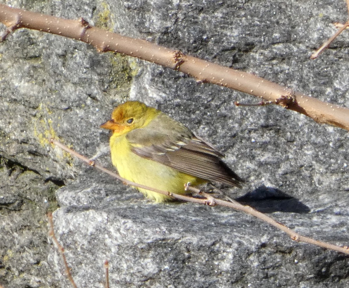Western Tanager - ML647366544