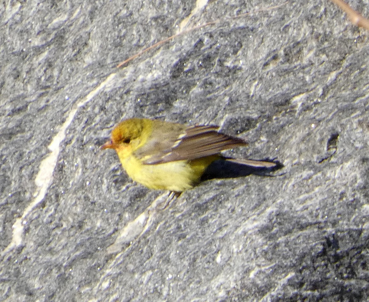 Western Tanager - ML647366545