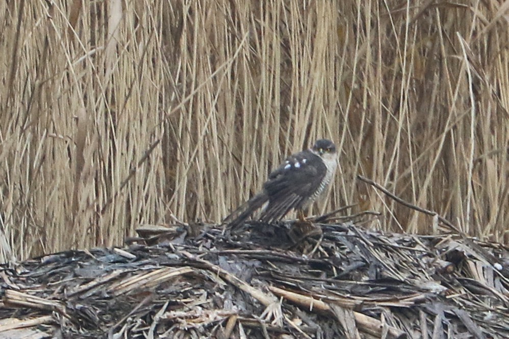 Eurasian Sparrowhawk - ML647366553