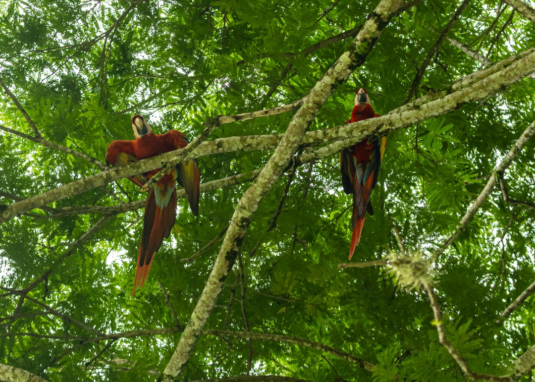 Scarlet Macaw - ML647366577