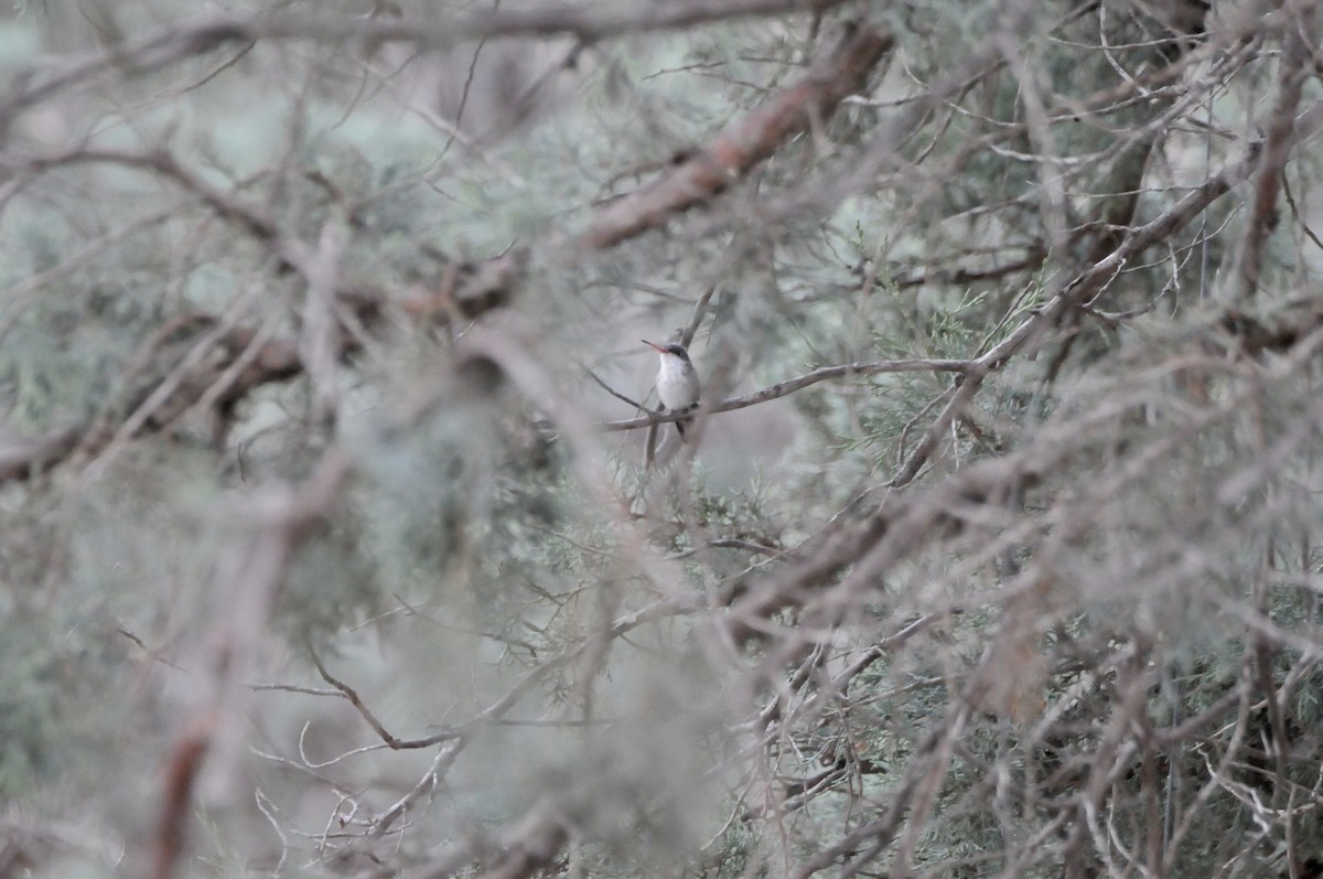 Violet-crowned Hummingbird - ML647366579