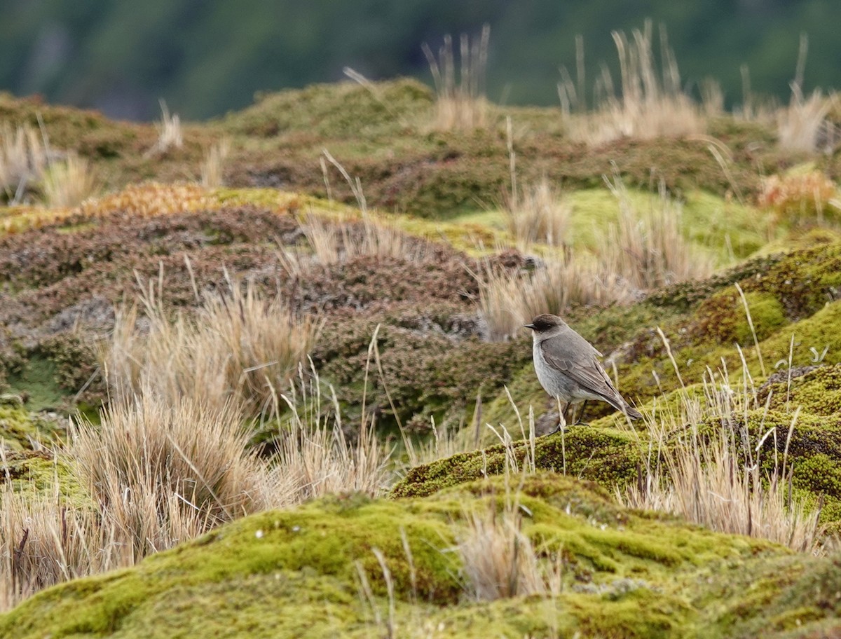 Dormilona Carinegra - ML647366591