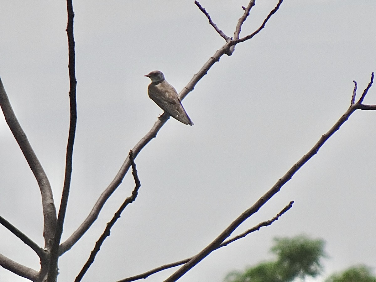 Brown-chested Martin - ML647366600