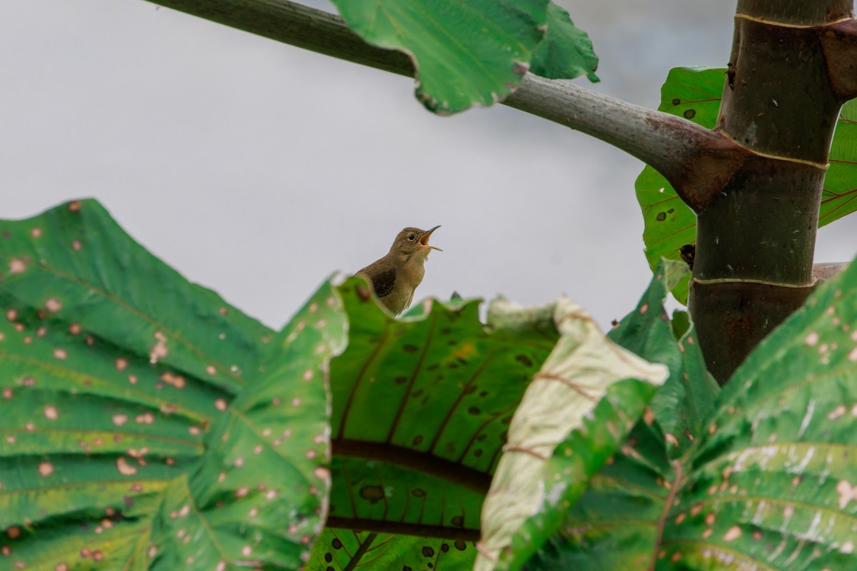 Southern House Wren - ML647366609