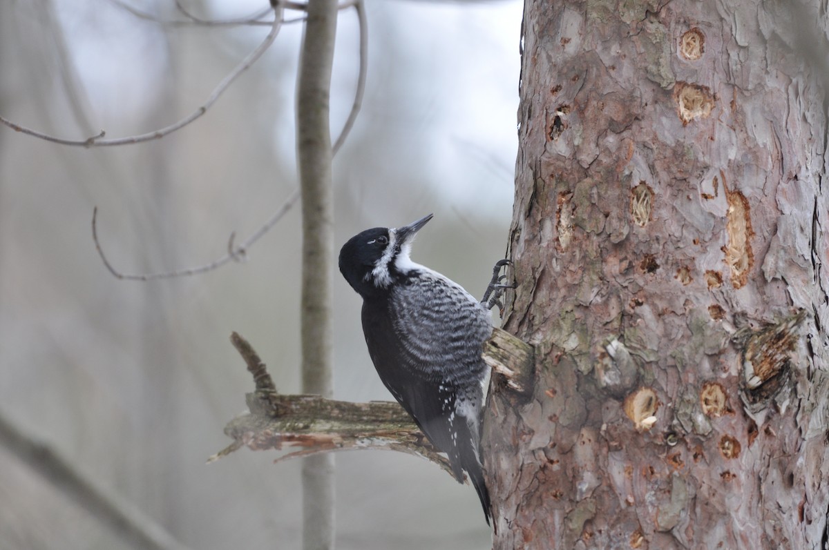 Black-backed Woodpecker - ML647366610