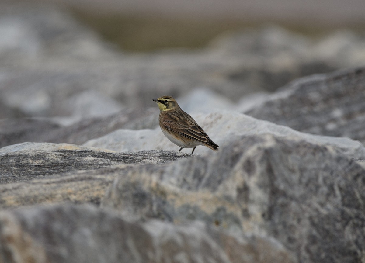 Horned Lark - ML647366628