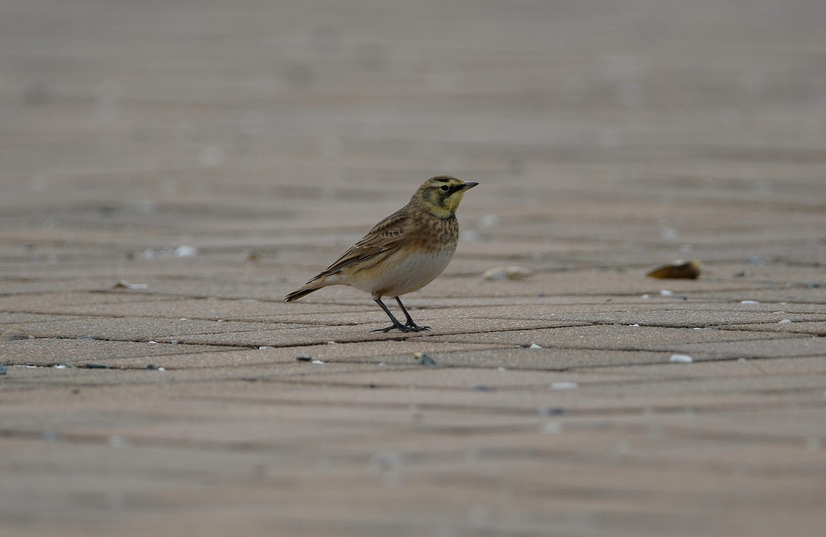 Horned Lark - ML647366636