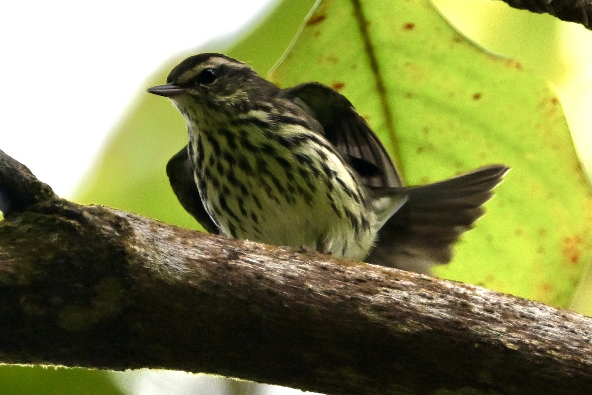Northern Waterthrush - ML647366671
