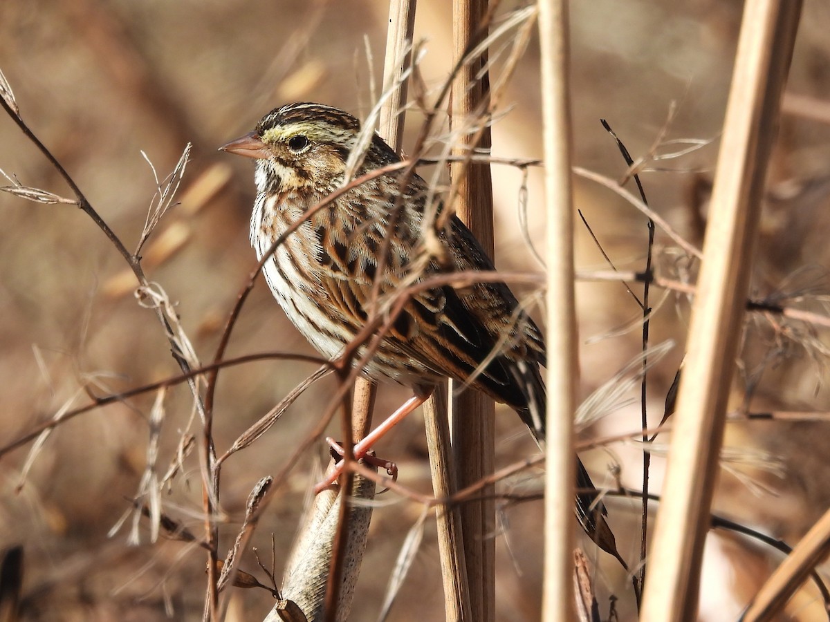 Savannah Sparrow - ML647366674