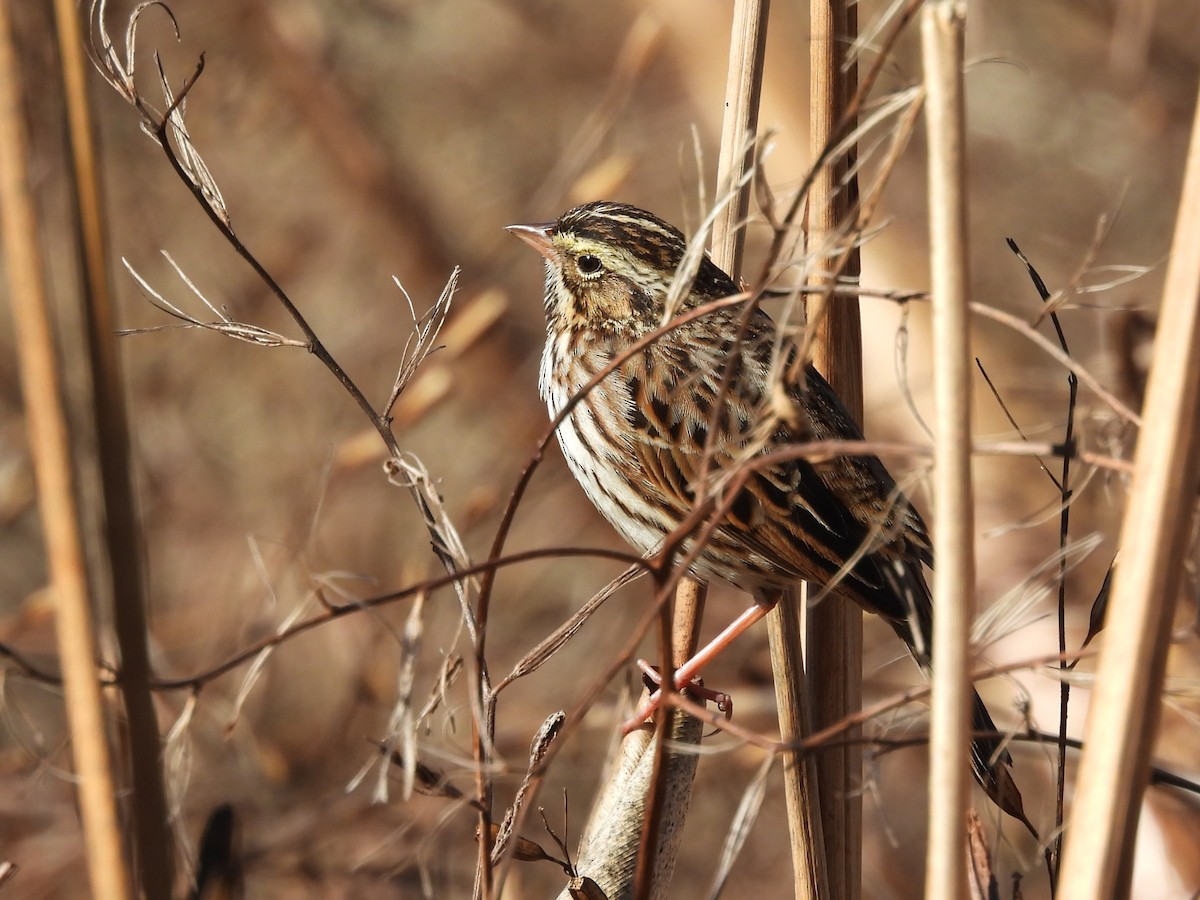 Savannah Sparrow - ML647366675