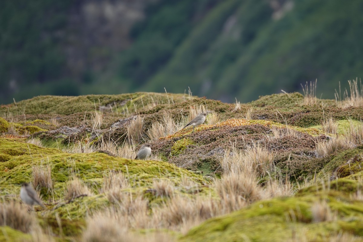 Dormilona Carinegra - ML647366682