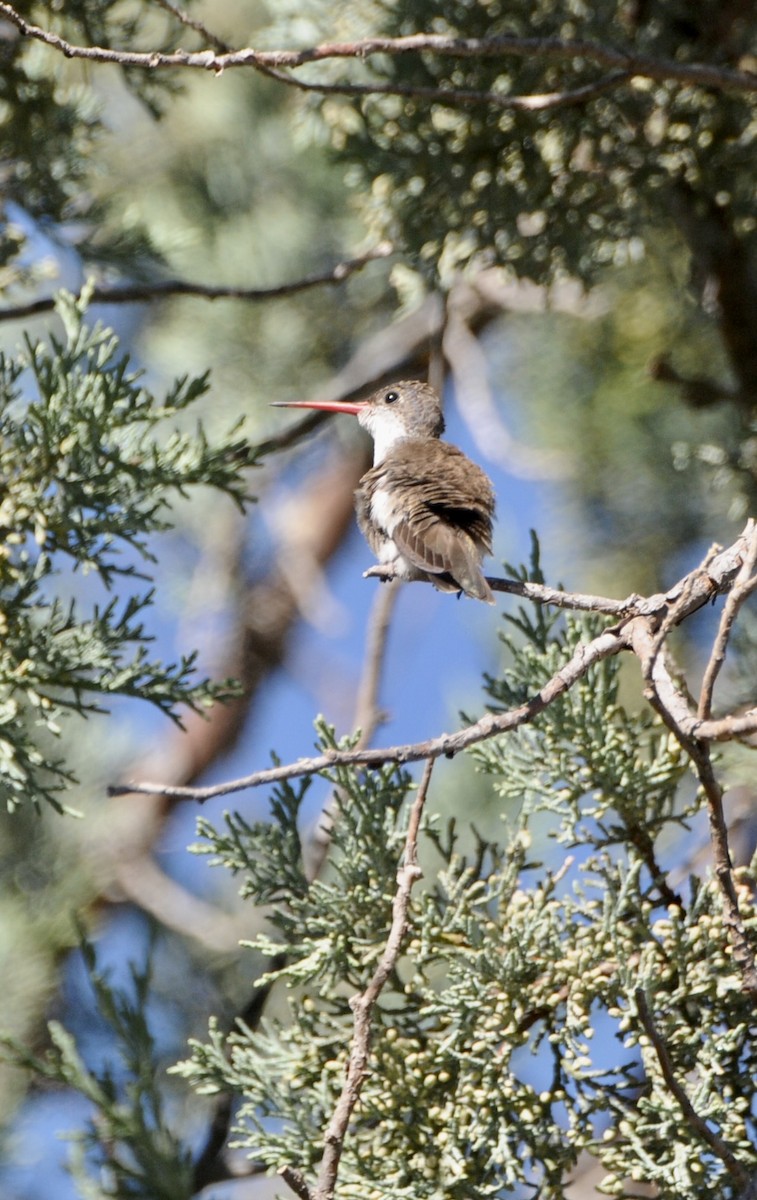 Violet-crowned Hummingbird - ML647366686