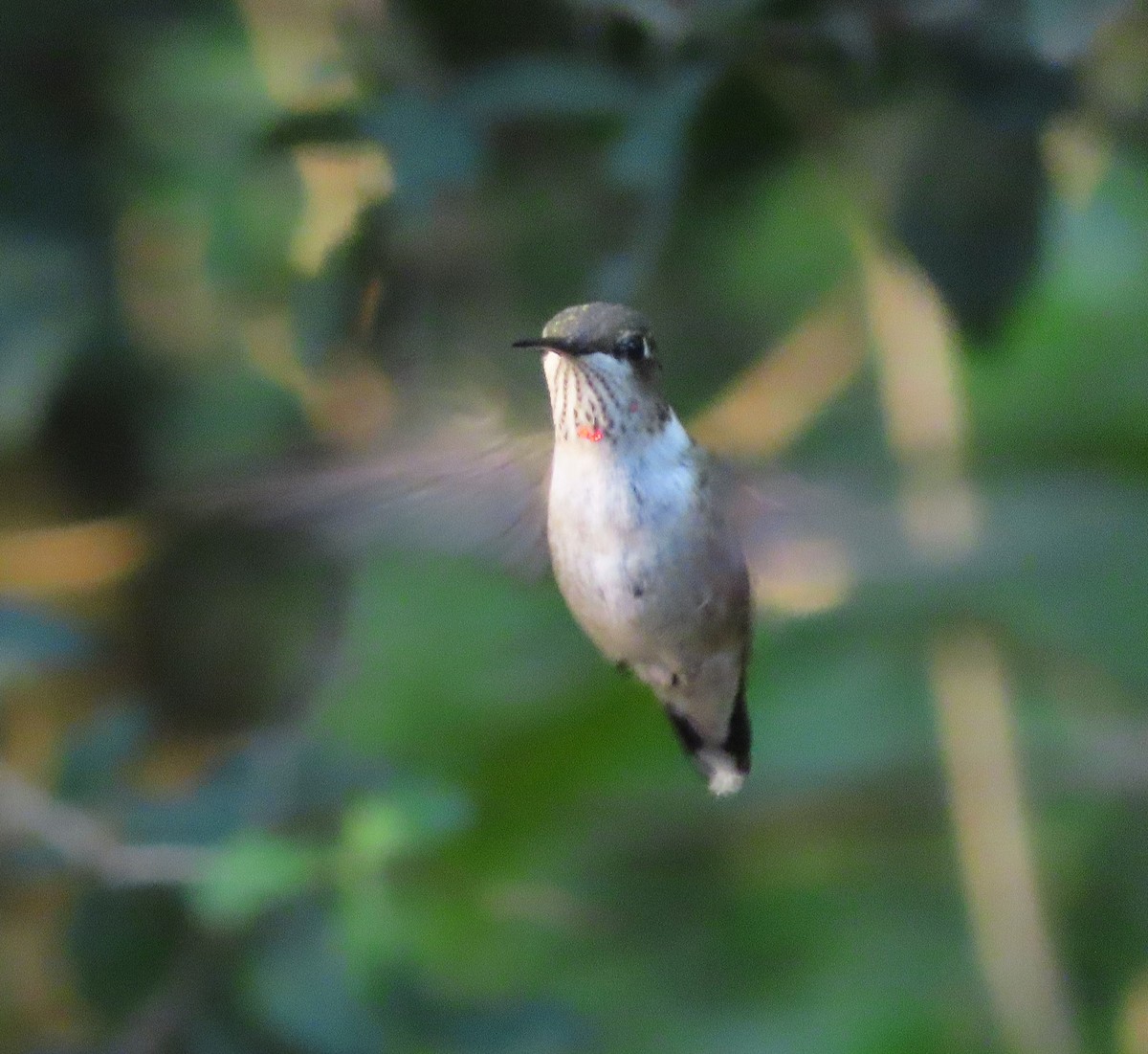 Ruby-throated Hummingbird - ML647366687