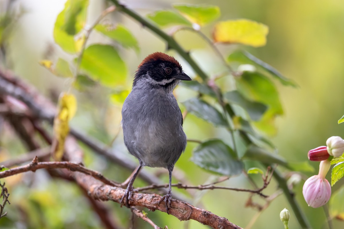 Northern Slaty Brushfinch - ML647366688