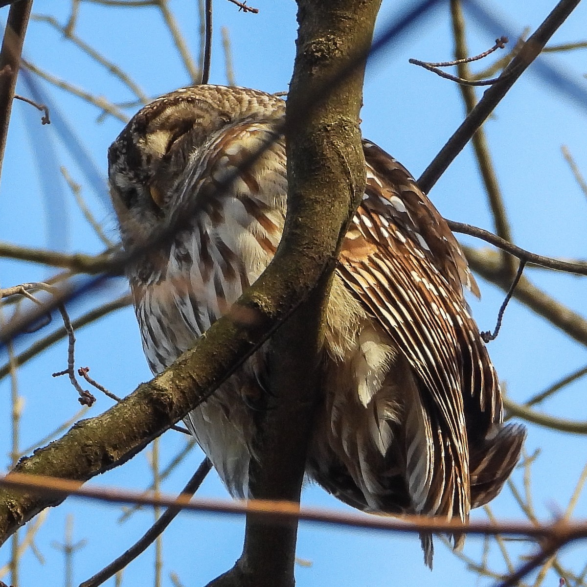 Barred Owl - ML647366701