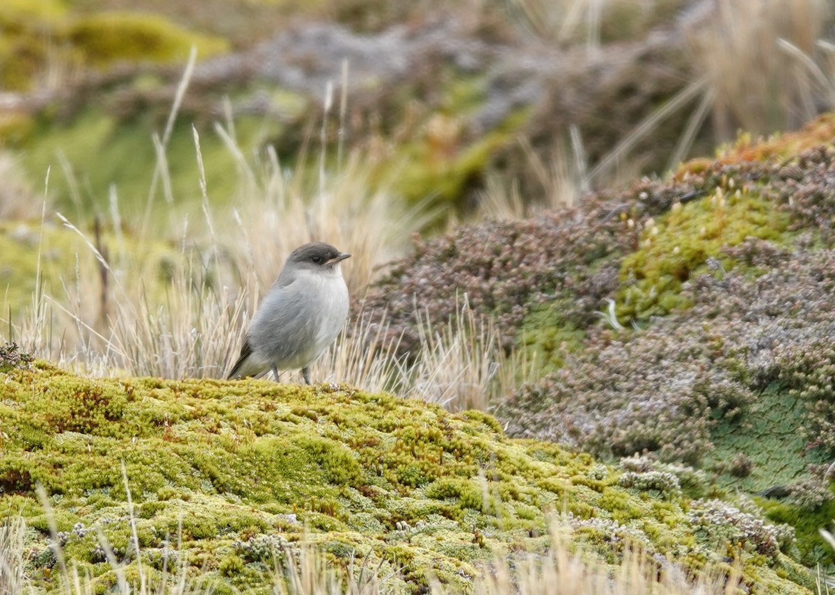 Dormilona Carinegra - ML647366702