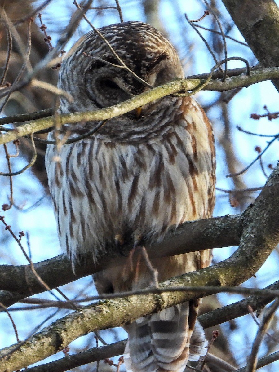 Barred Owl - ML647366703