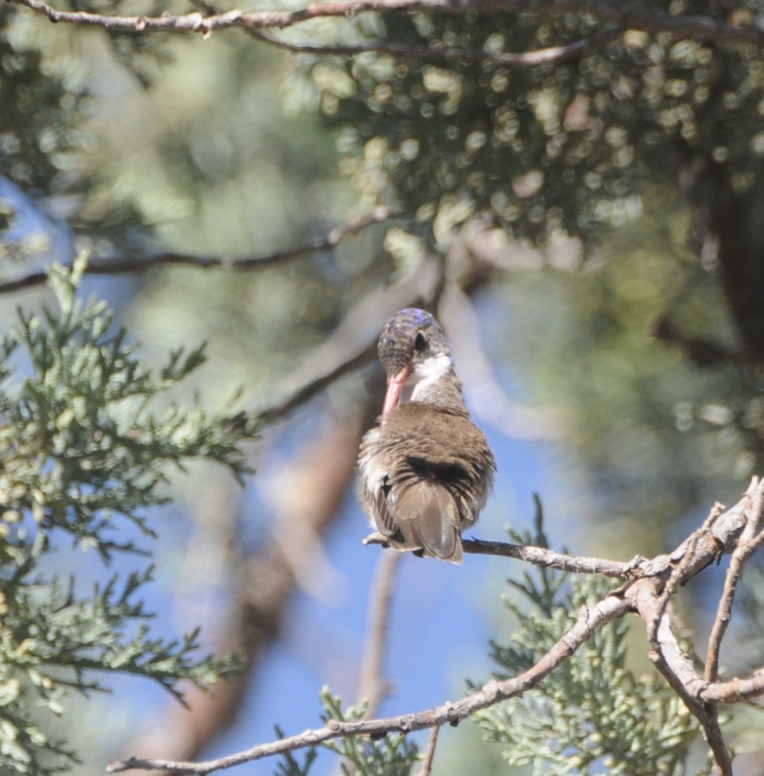 Violet-crowned Hummingbird - ML647366709
