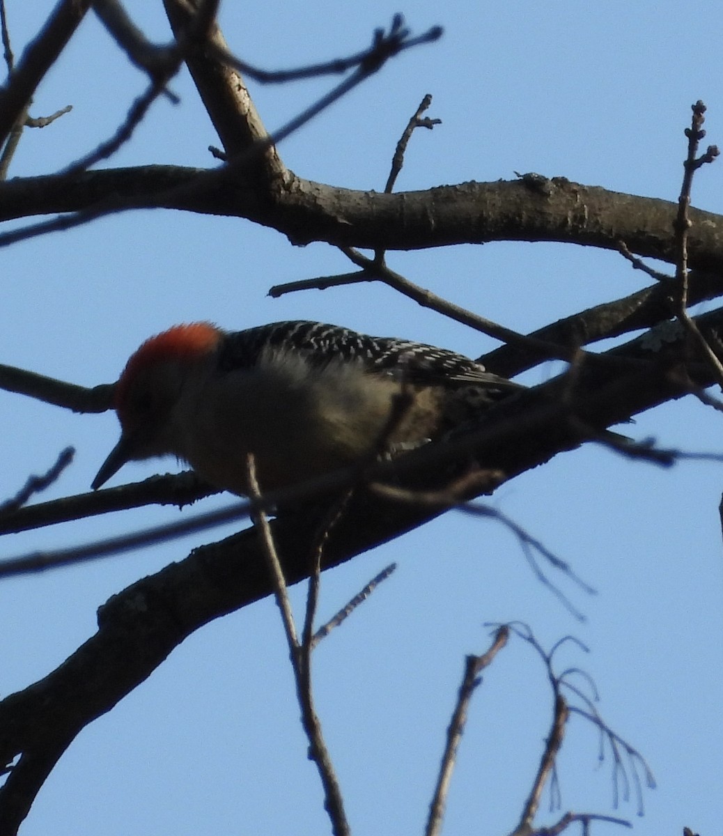 Red-bellied Woodpecker - ML647366725