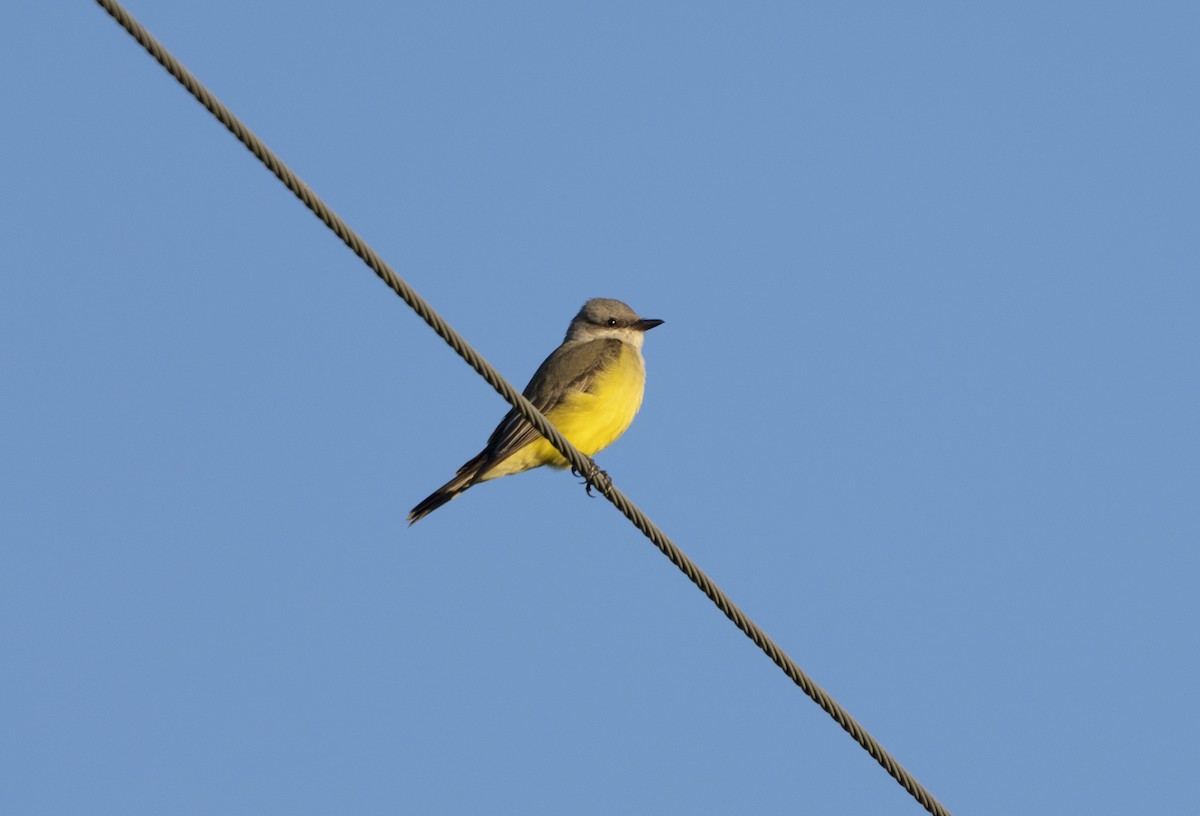 Batı Tiranı - ML647366731