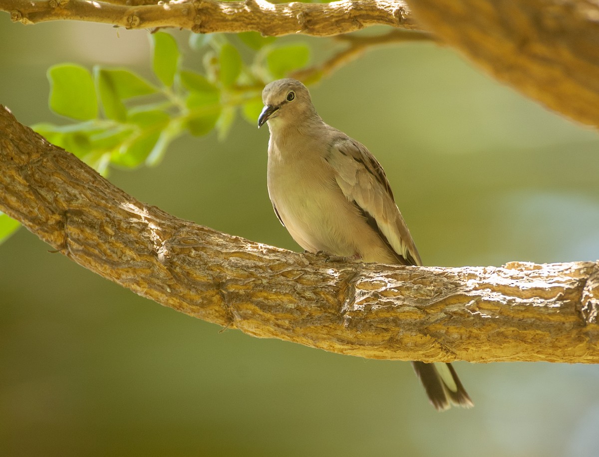 holoubek pikui - ML647366732