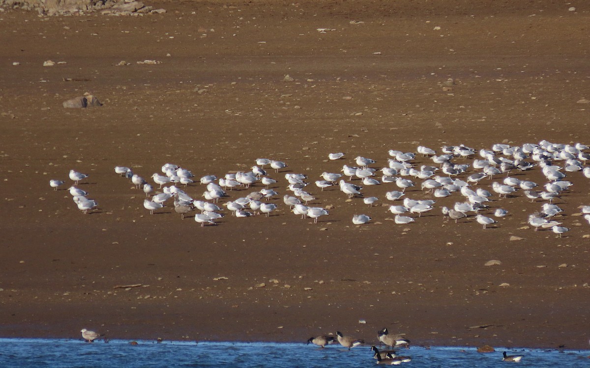 Larinae sp. - ML647366733