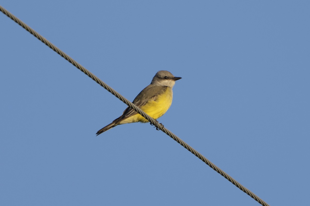 Batı Tiranı - ML647366734