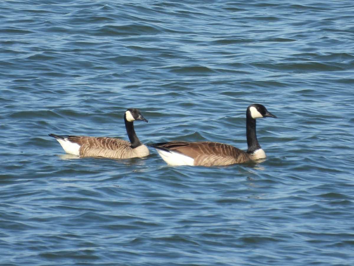 Canada Goose - ML647366738