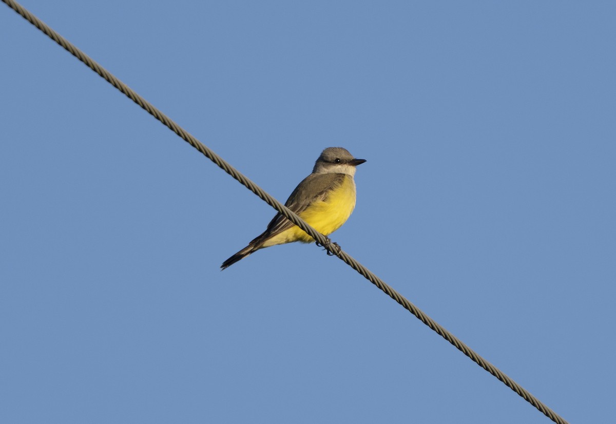 Batı Tiranı - ML647366739