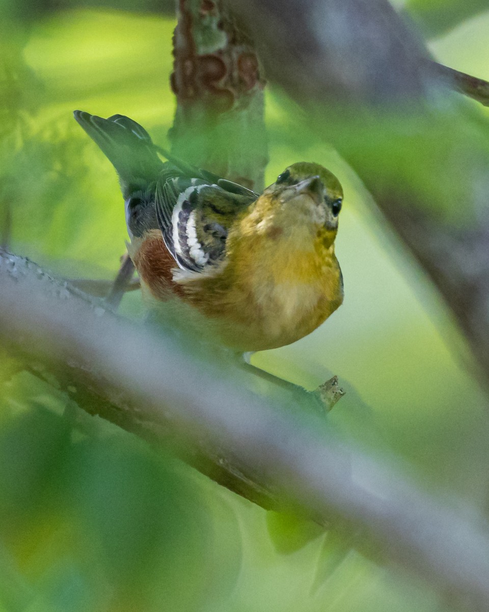 Reinita Castaña - ML647366741