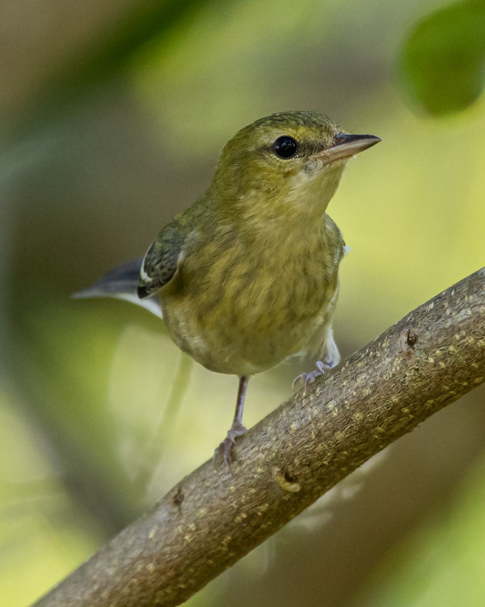 Reinita Castaña - ML647366742