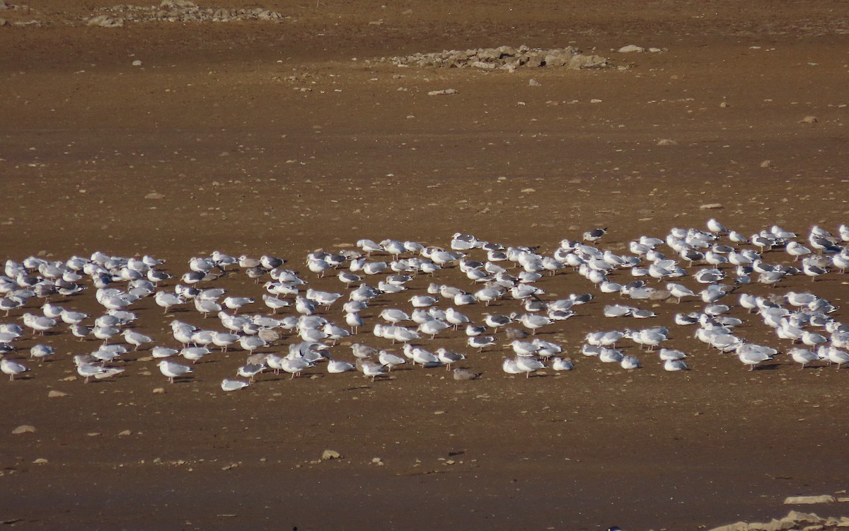 Larinae sp. - ML647366744