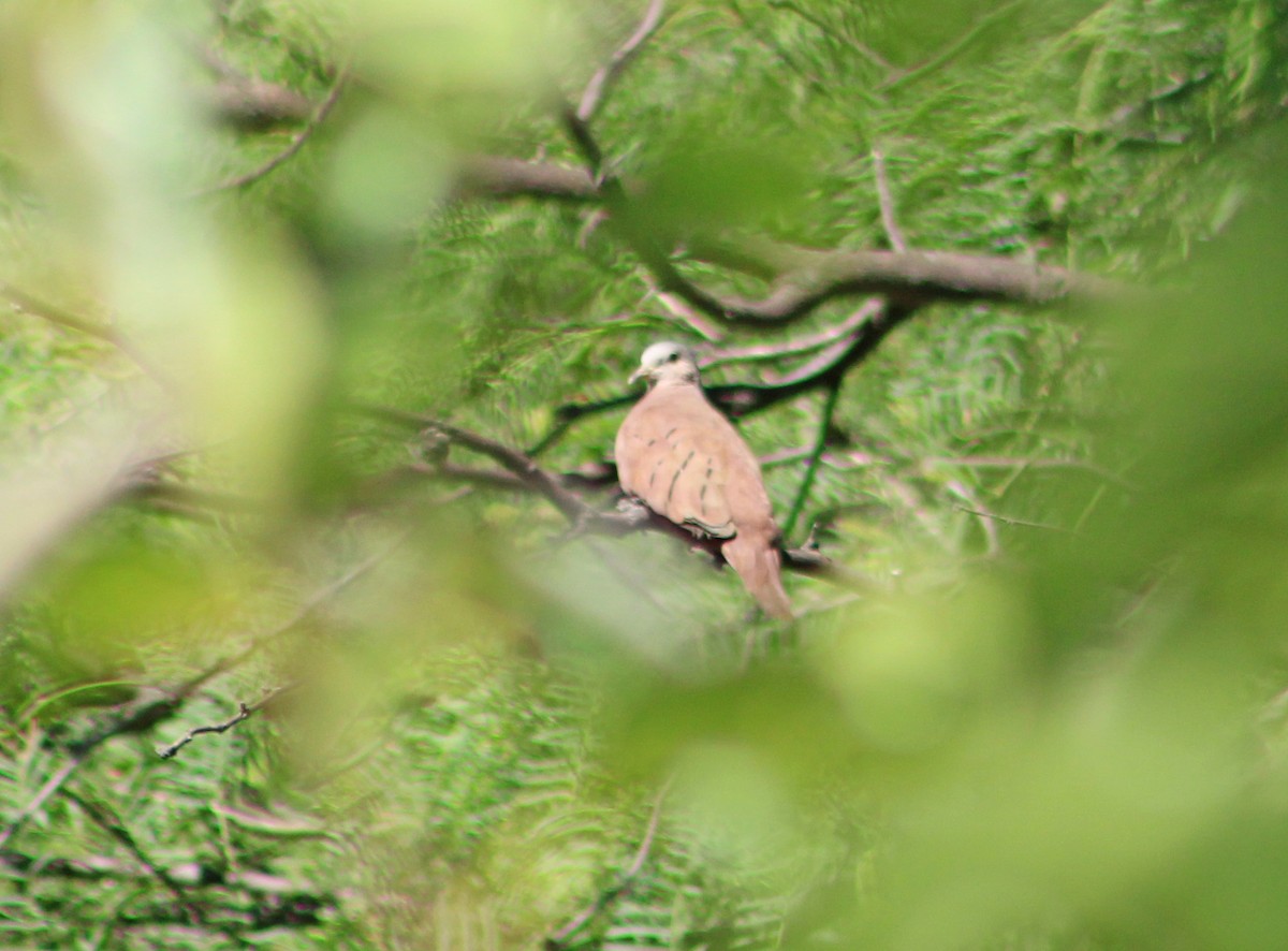 Ruddy Ground Dove - ML647366754
