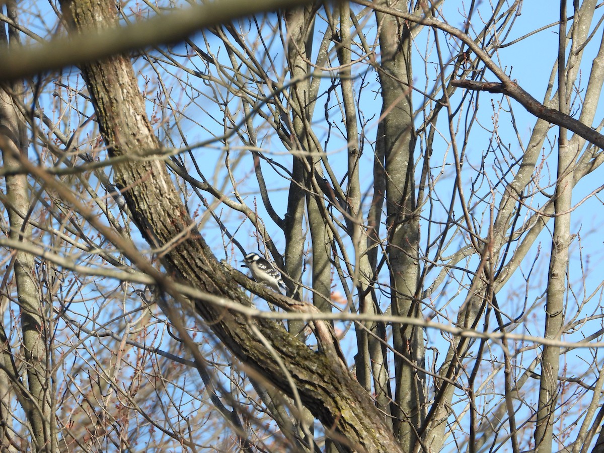 Downy Woodpecker - ML647366757