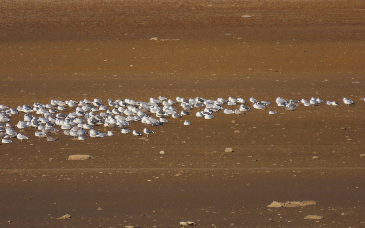 Larinae sp. - ML647366758