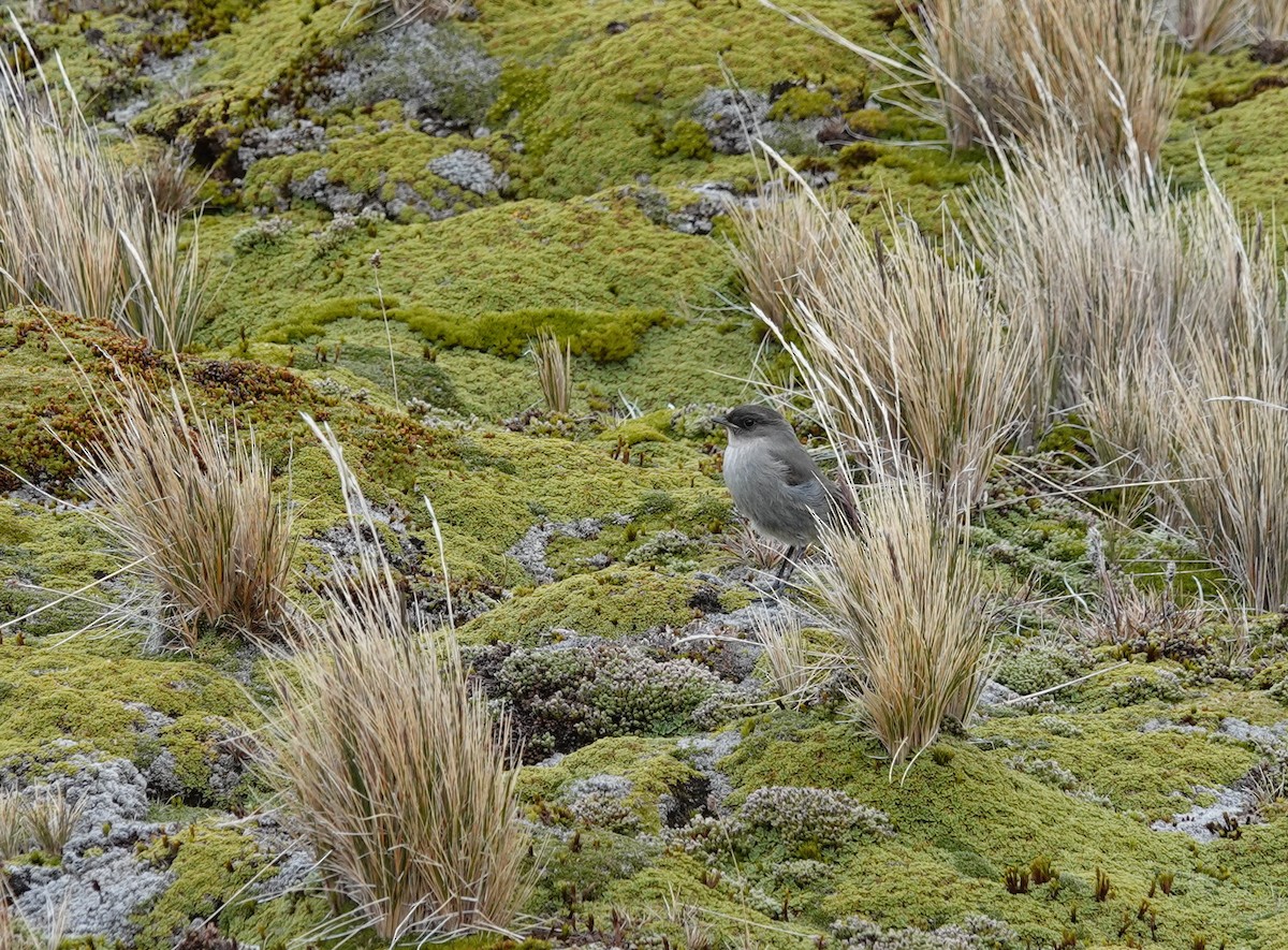 Dormilona Carinegra - ML647366775