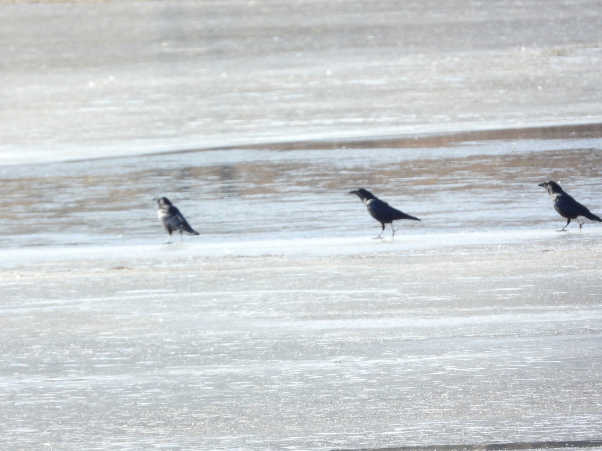 American Crow - ML647366777