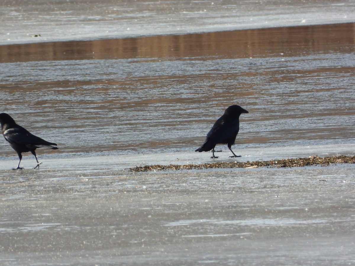 American Crow - ML647366778