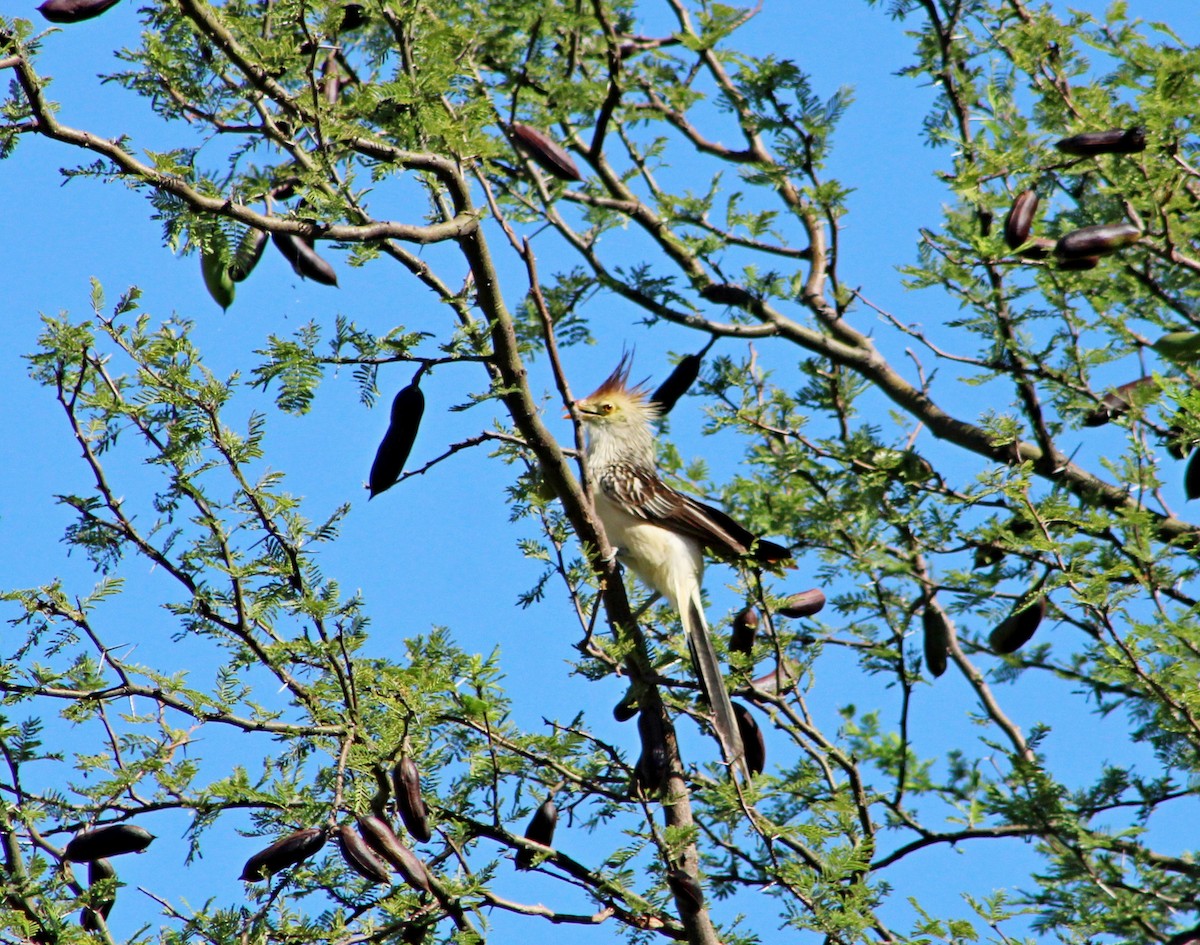 Guira Cuckoo - ML647366796