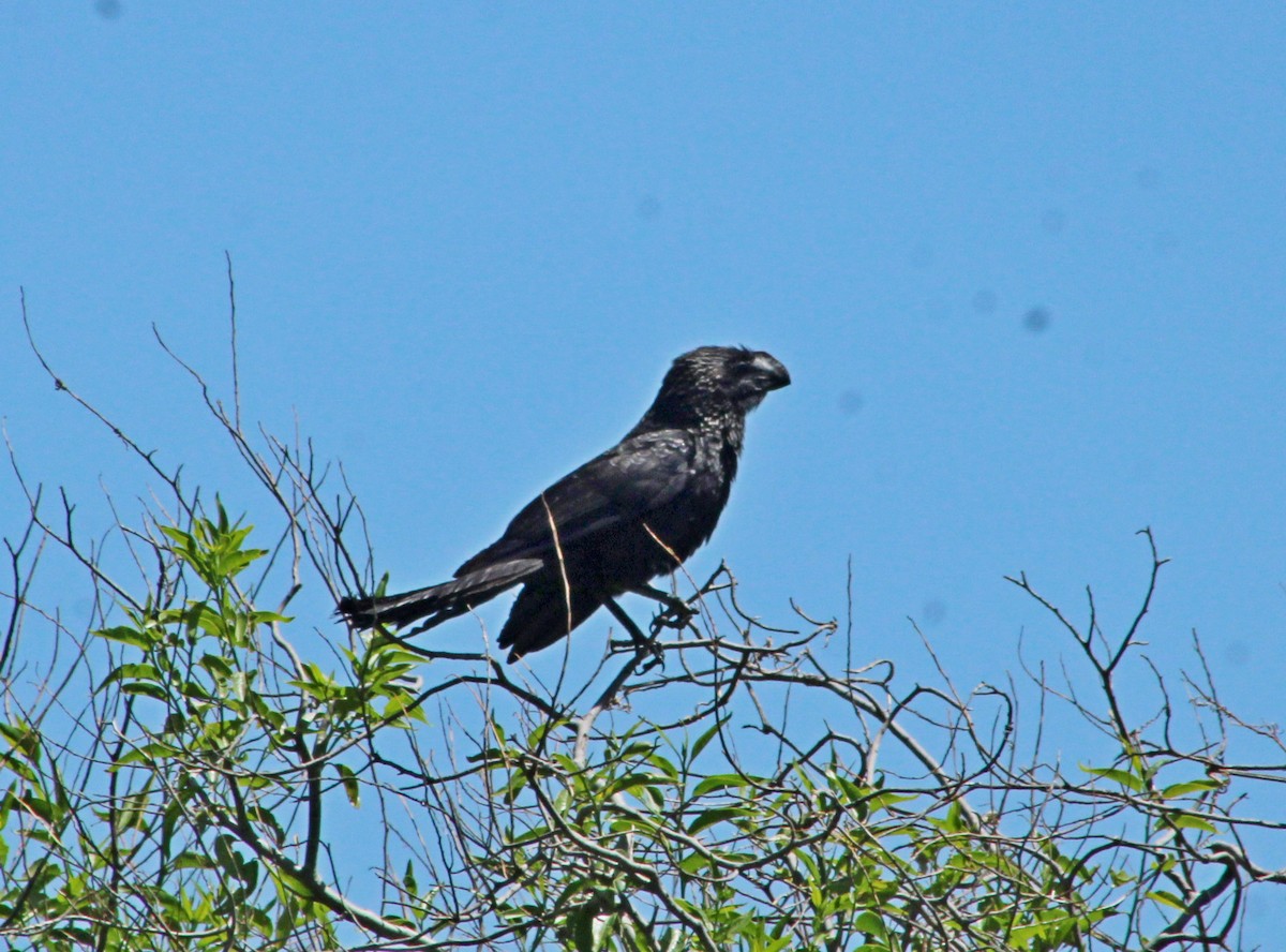 Smooth-billed Ani - ML647366822