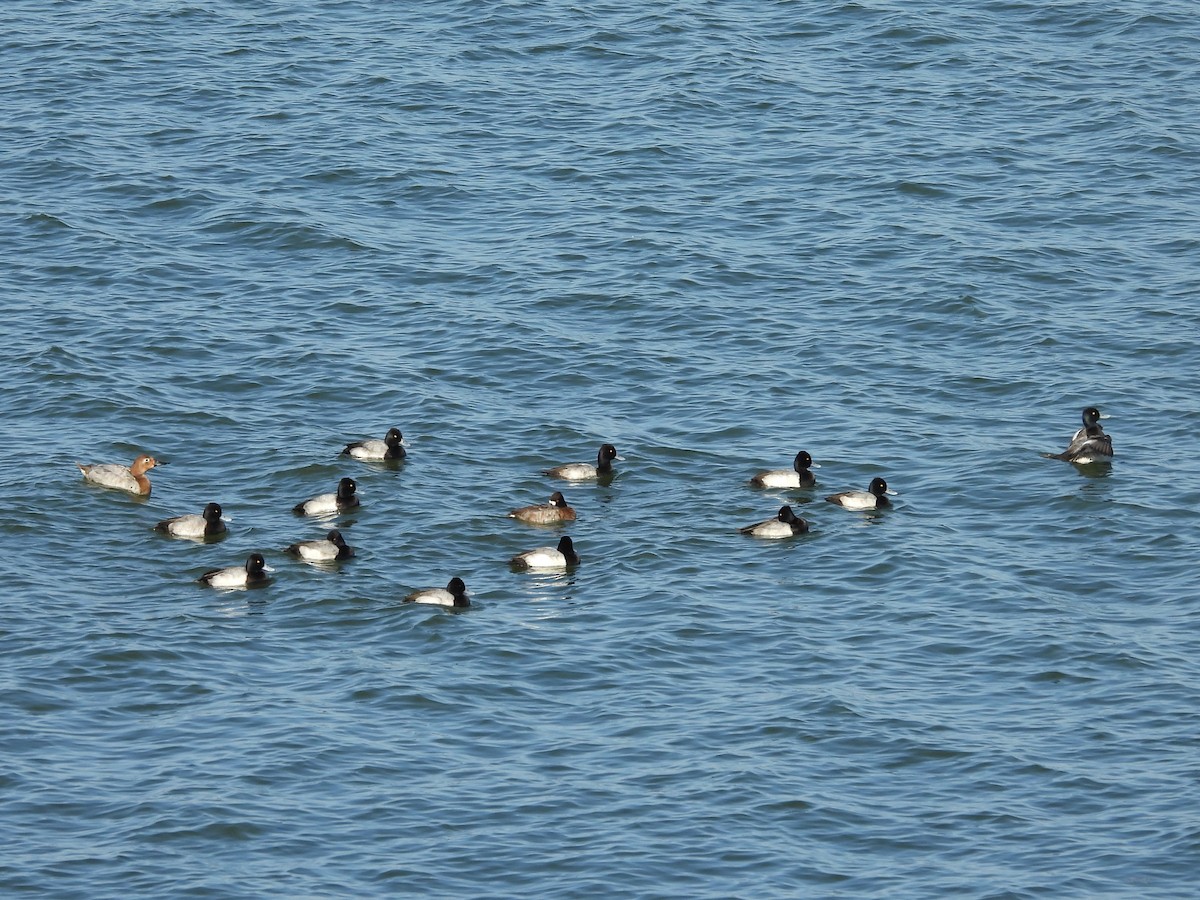 Lesser Scaup - ML647366824